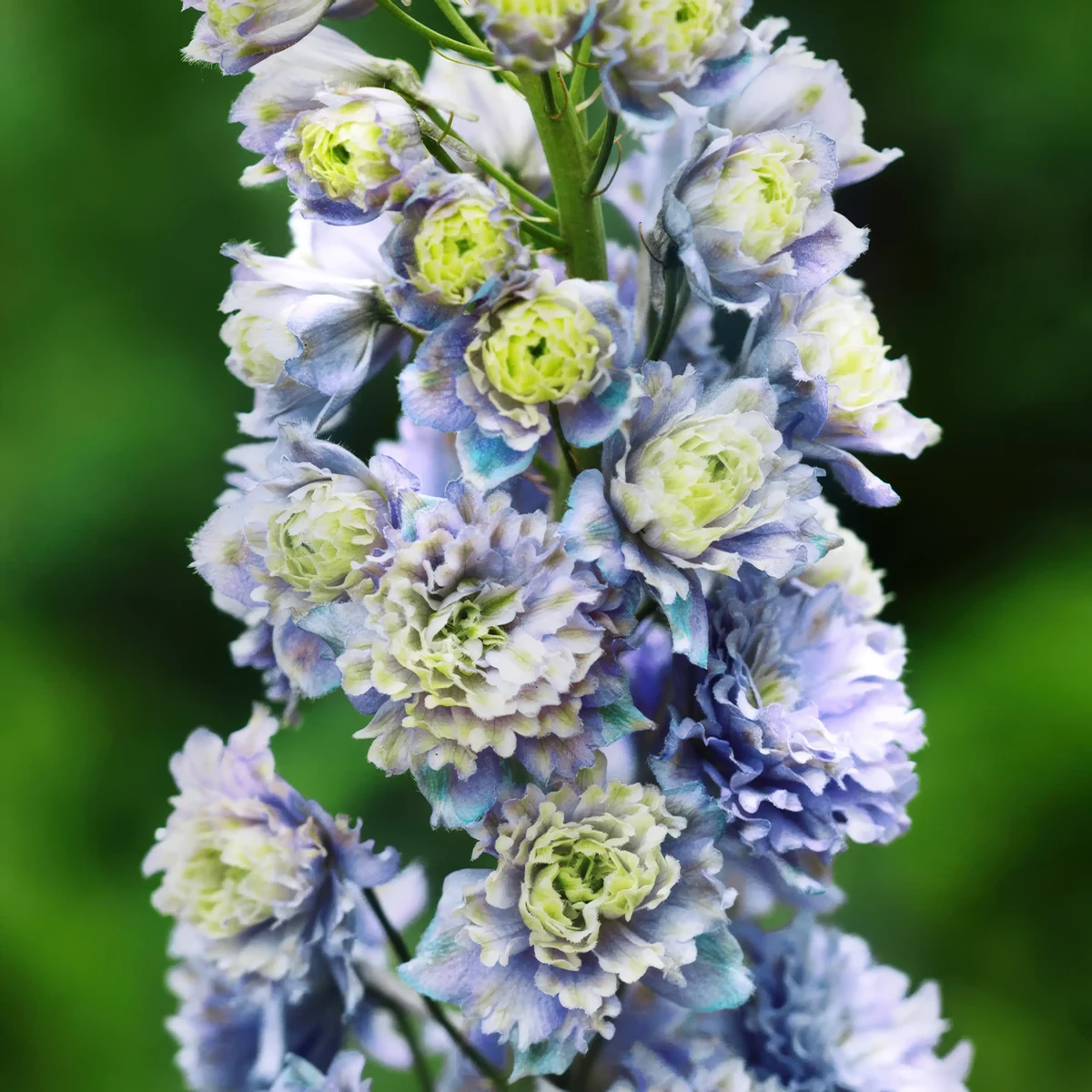 delphinium_larkspur_double-highlander-moonlight_2-3.webp