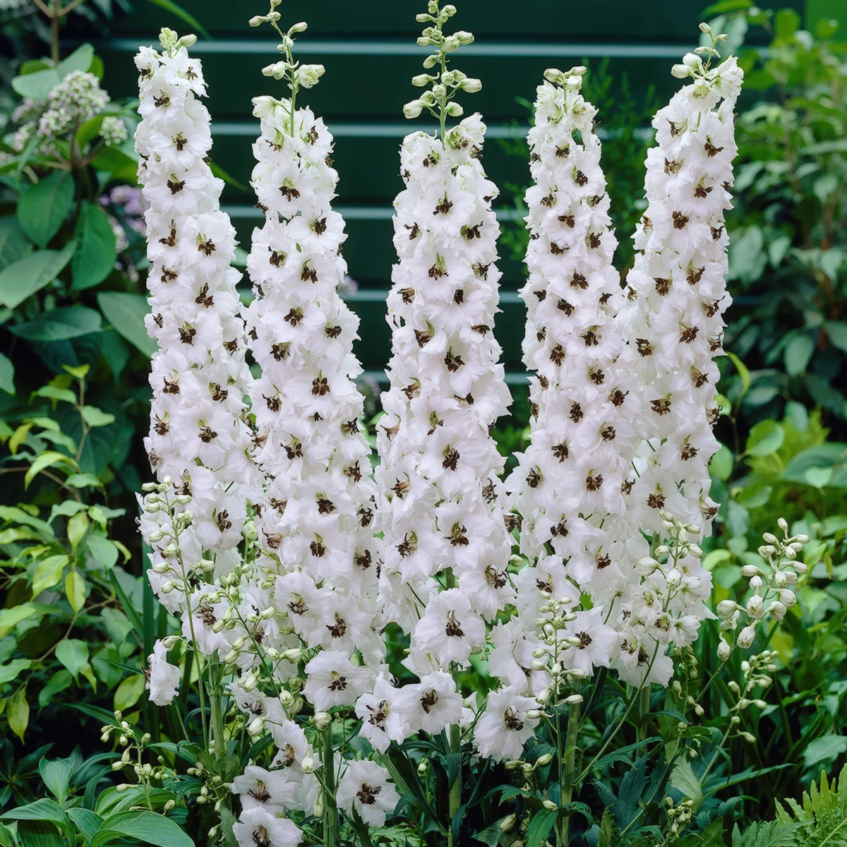 delphinium_larkspur_galahad_1-2.webp