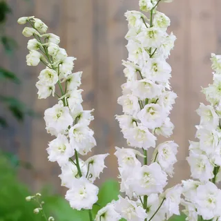delphinium_larkspur_magic-fountains-pure-white-2.webp