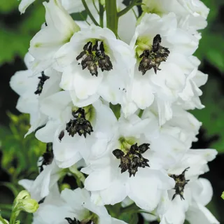 delphinium_larkspur_magic-fountain-white_1-2.webp