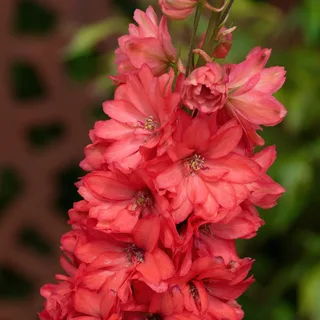 delphinium_larkspur_red-lark_1-2.webp
