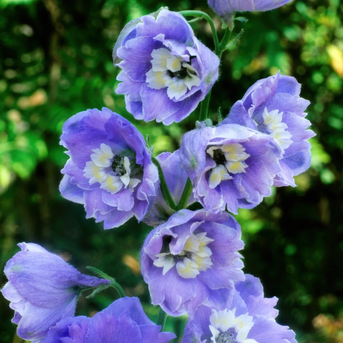 delphinium_larkspur_summer-skies_1-2.webp