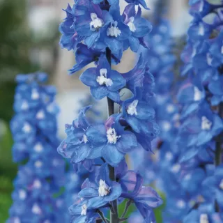 delphinium-larkspur-blue-bird-1-2.webp
