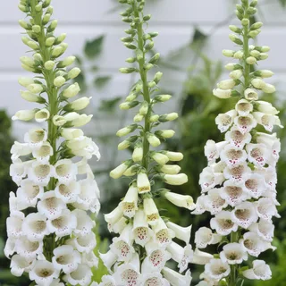 foxglove-digitalis-alba_1-2.webp