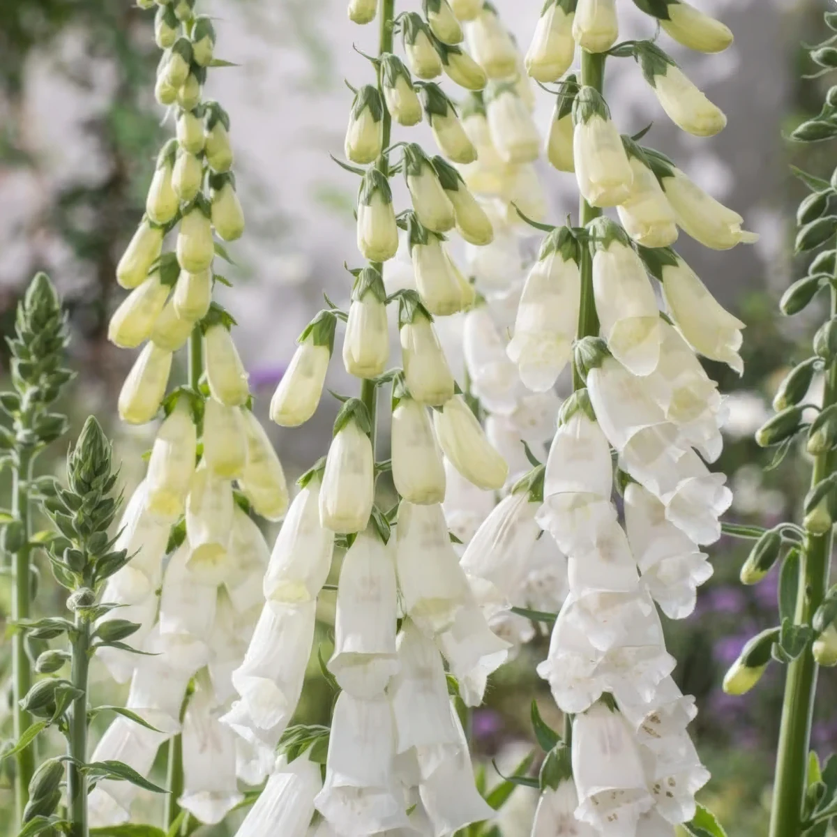 foxglove-digitalis-albiflora_3-2.webp