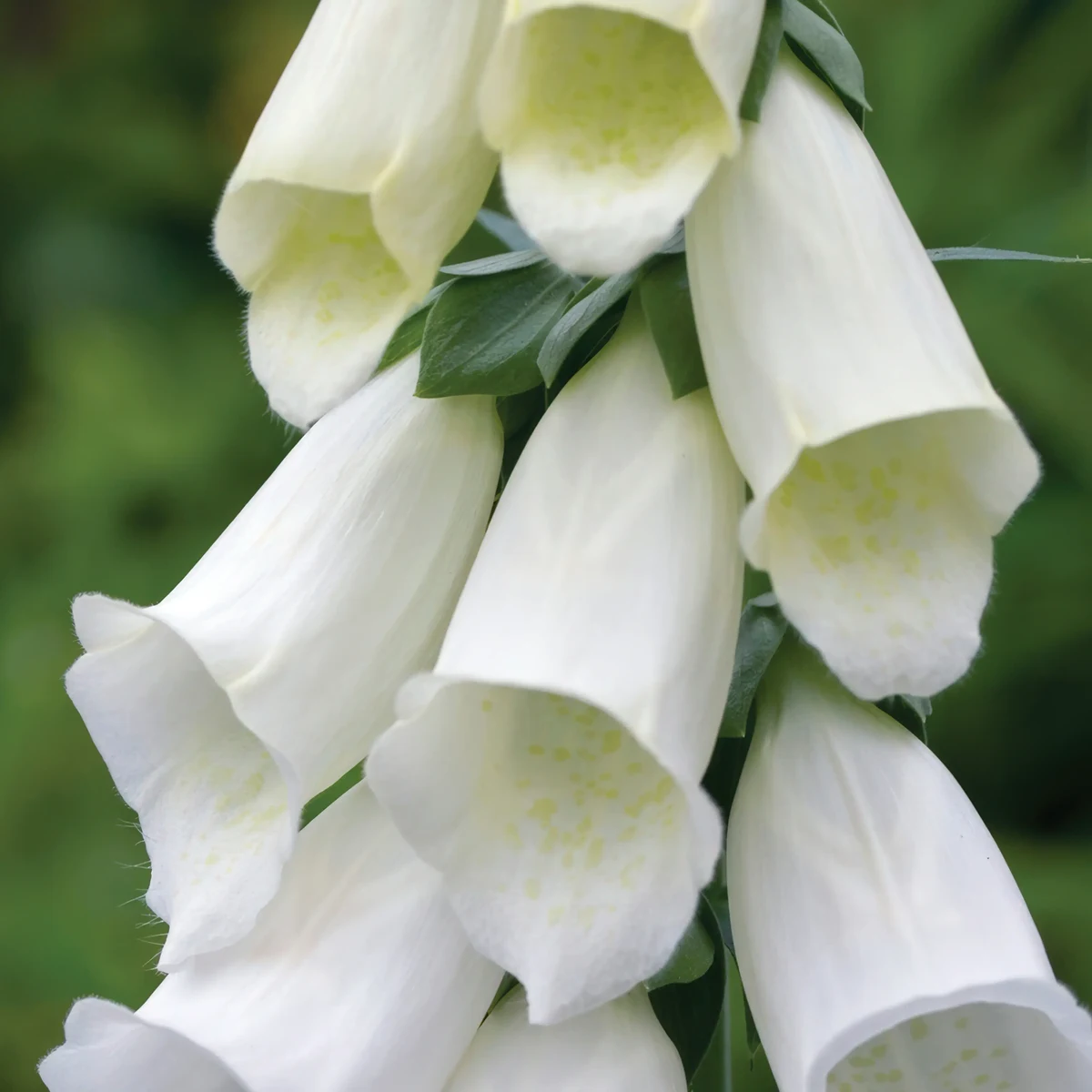 foxglove-digitalis-albiflora_2-2.webp