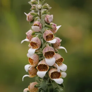 foxglove-digitalis-lanata-cafe_creme_1-2.webp