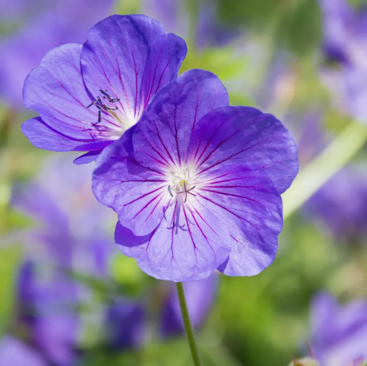 geranium-cranesbill-kashmir-purple_2-1.webp
