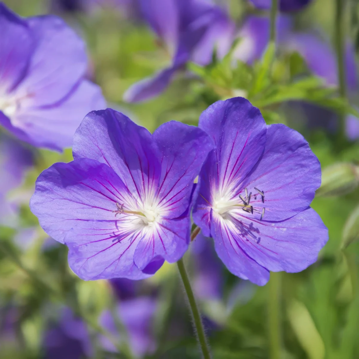 geranium-cranesbill-kashmir-purple_4-1.webp