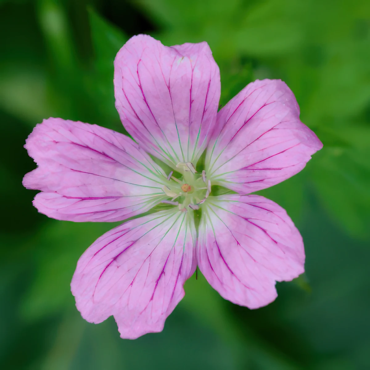 geranium-endressii_1-2.webp