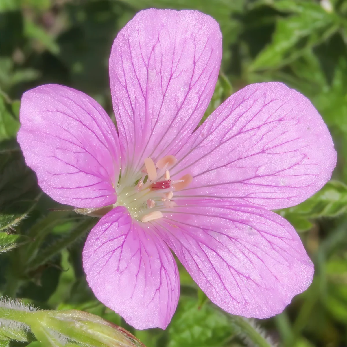 geranium-endressii_2-2.webp