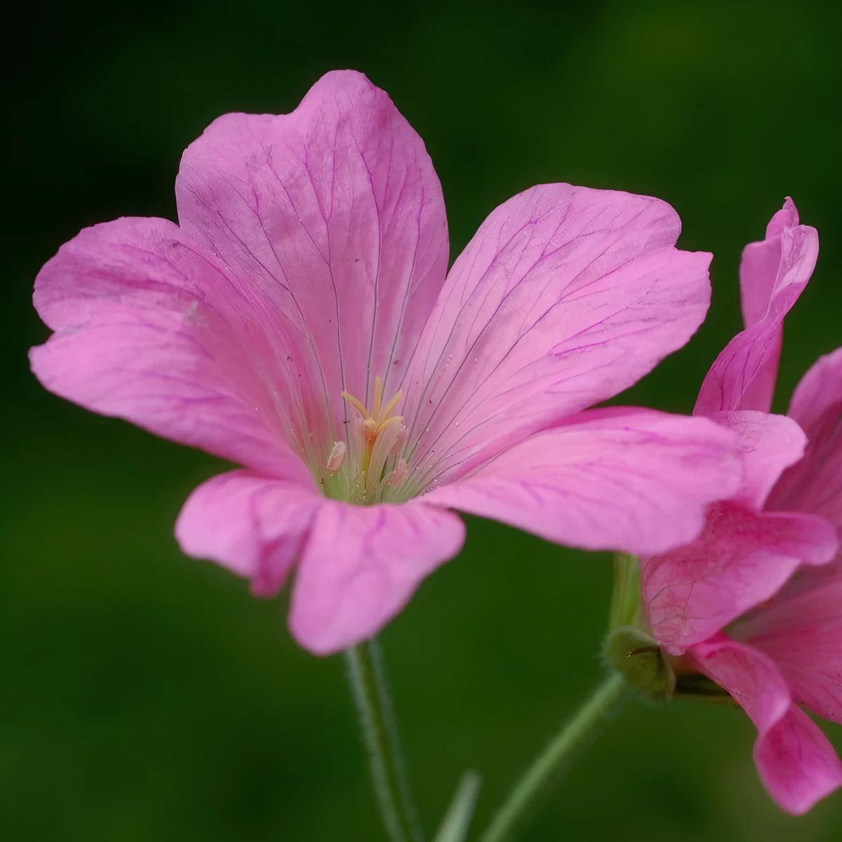 geranium-endressii_3-2.webp