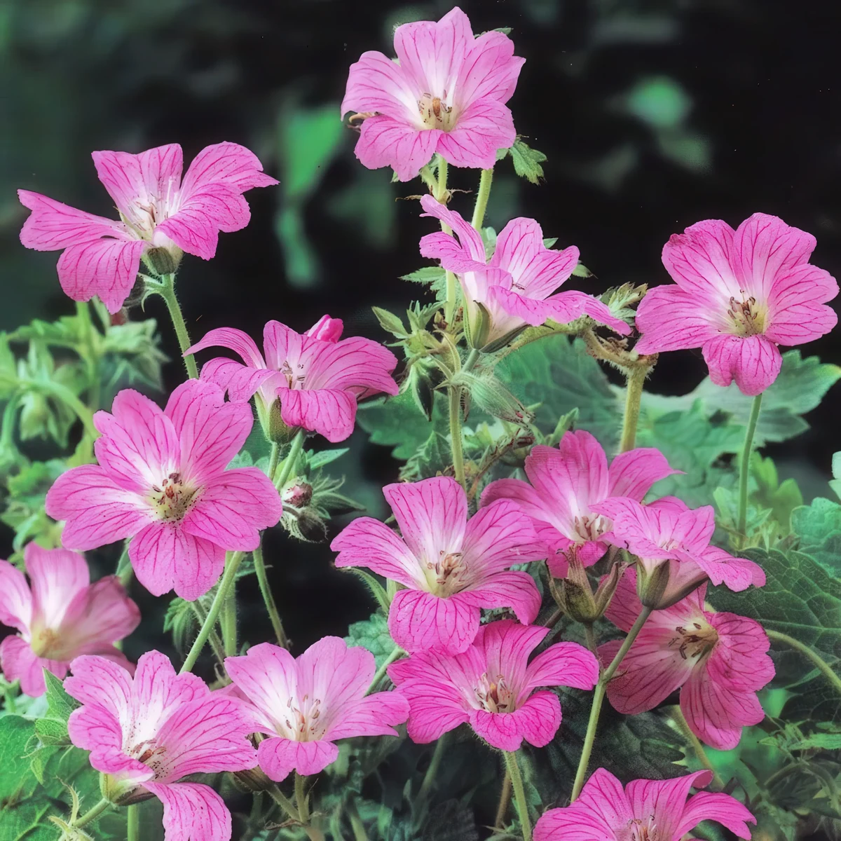 geranium-endressii_4-2.webp
