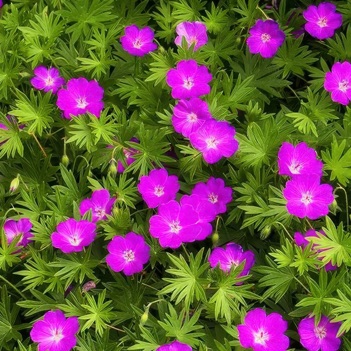 geranium-sanguineum-bloody-cranesbill_3-2.webp