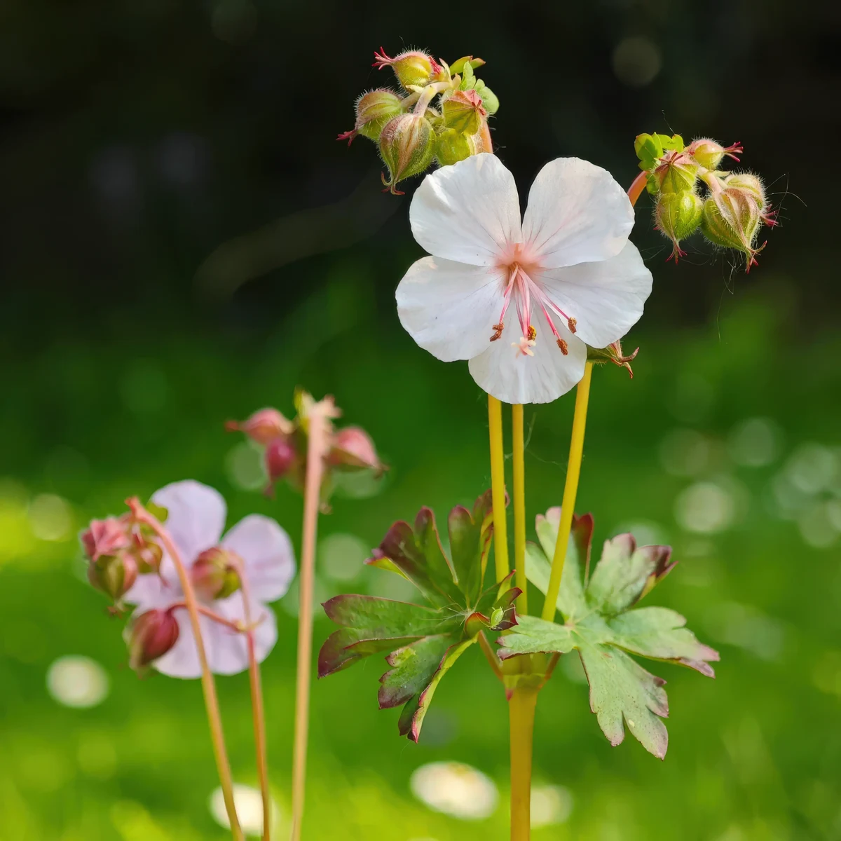 geranium-rock-cranesbil-1-2.webp