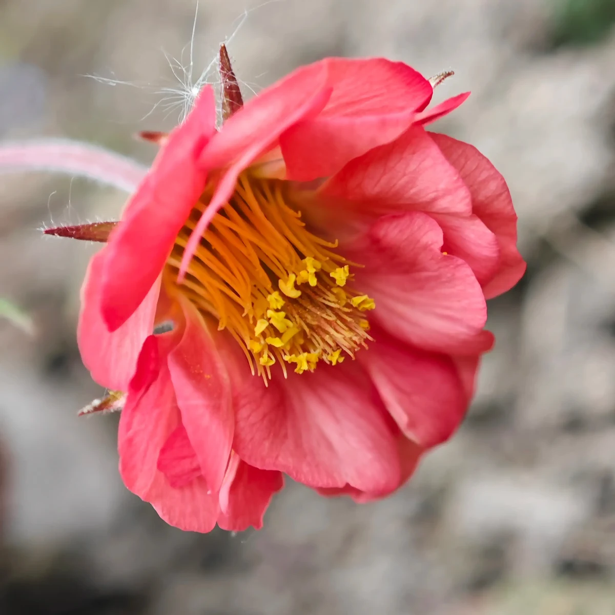 geum-avens-leonards-variety_1-3.webp