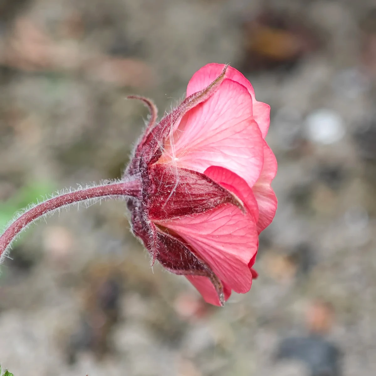 geum-avens-leonards-variety_2-3.webp