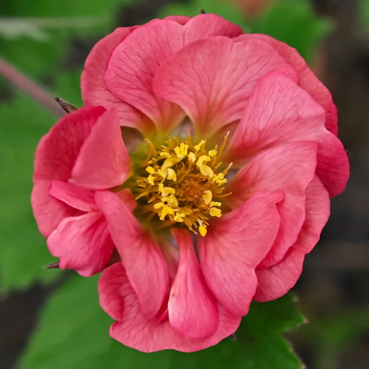 geum-avens-leonards-variety_3-3.webp