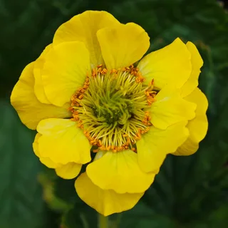 geum-avens-lemon-drops_1-2.webp