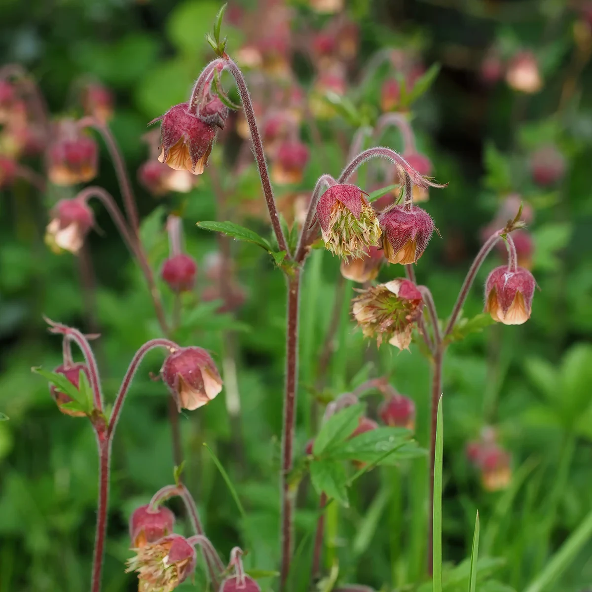 geum-avens-water_2-2.webp