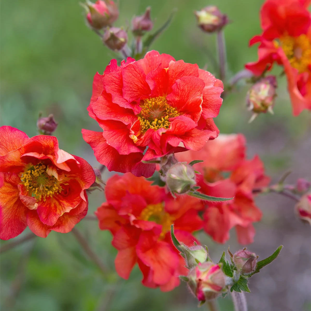 geum_avens_scarlet-tempest_1-3.webp