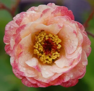 geum_avens_cosmopolitan_2-3.webp