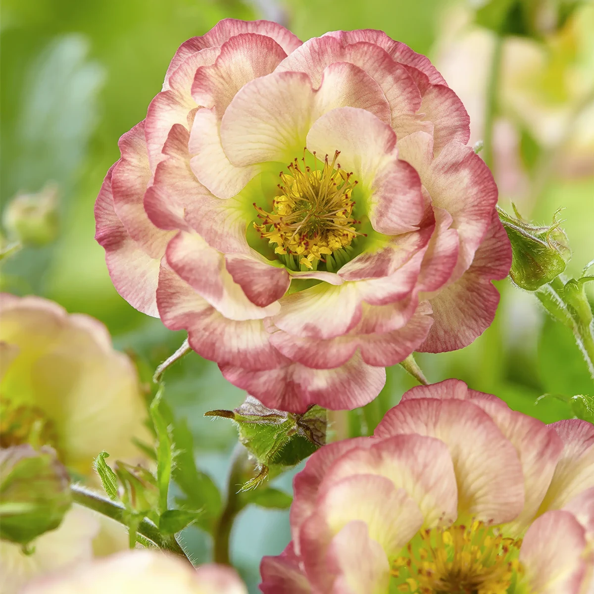 geum_avens_cosmopolitan_1-3.webp