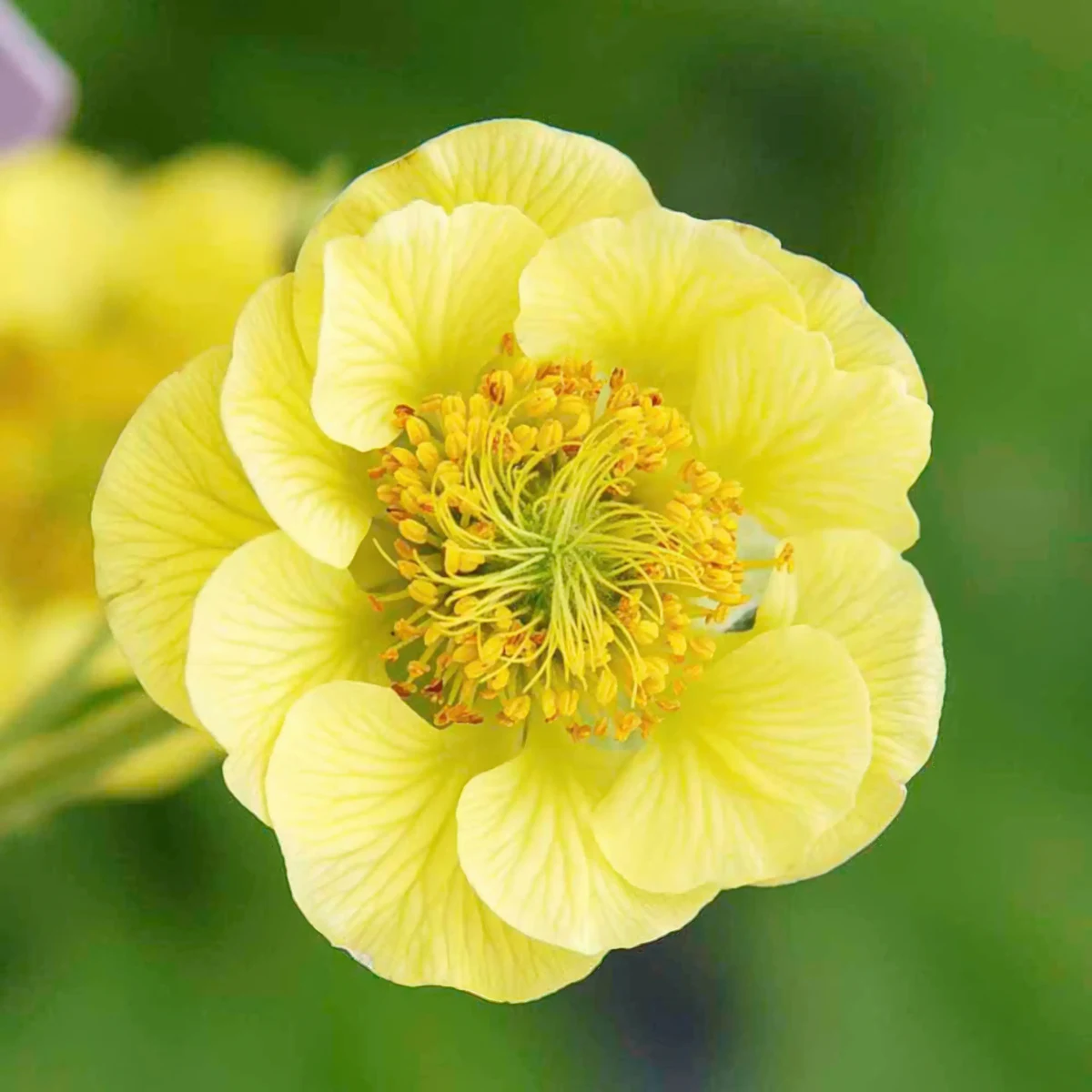 geum_avens_banana-daiquiri_2-3.webp