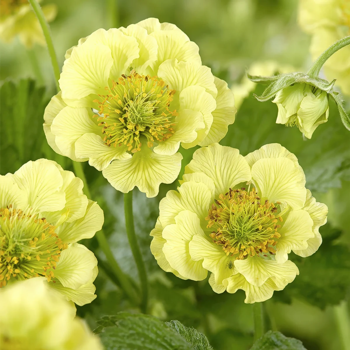 geum_avens_banana-daiquiri_1-3.webp
