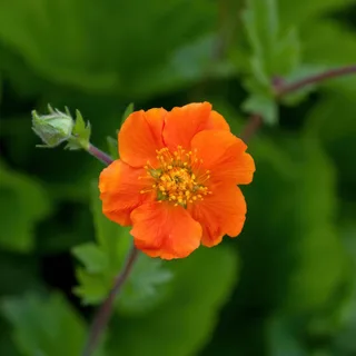 geum_avens_queen-of-orange_1-3.webp