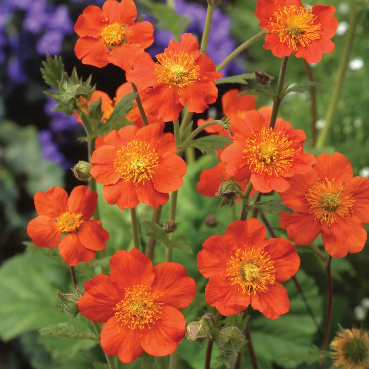 geum_avens_queen-of-orange_2-3.webp