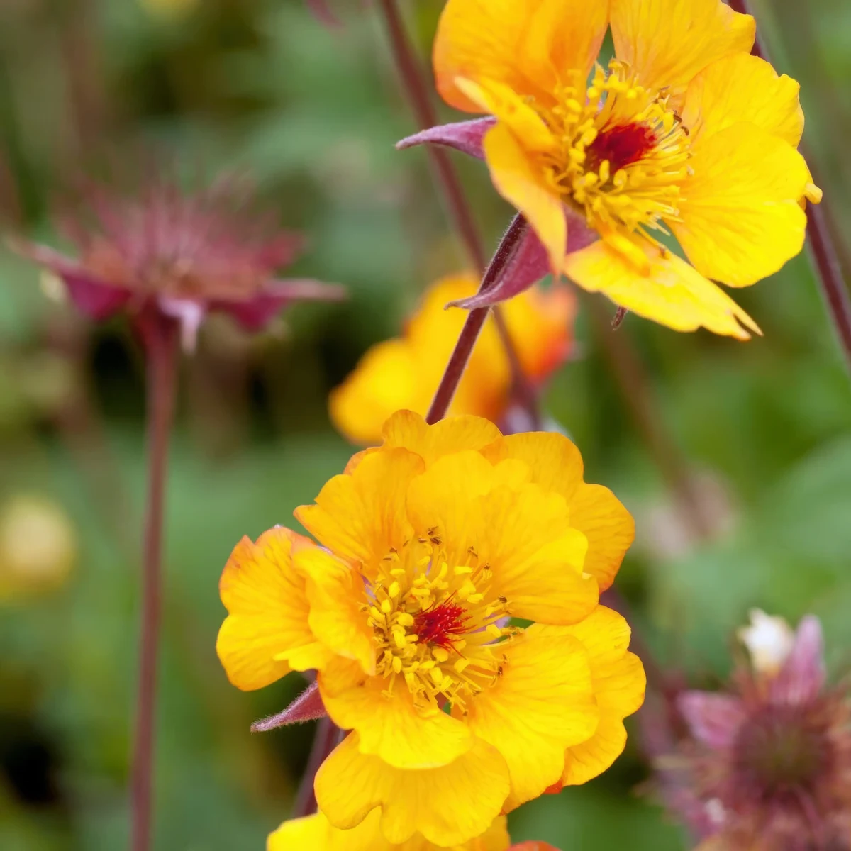 geum_avens_mango-lassi_1-2.webp