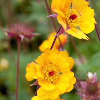 geum_avens_mango-lassi_1-2.webp