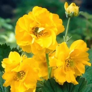 geum_avens_lady-stratheden_1-4.webp