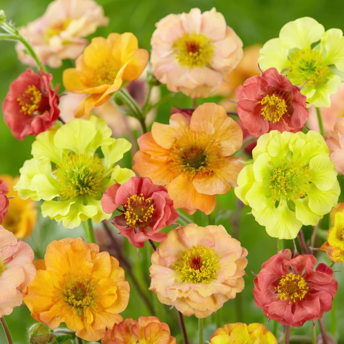 geum_avens_cocktail-mixed-2.webp