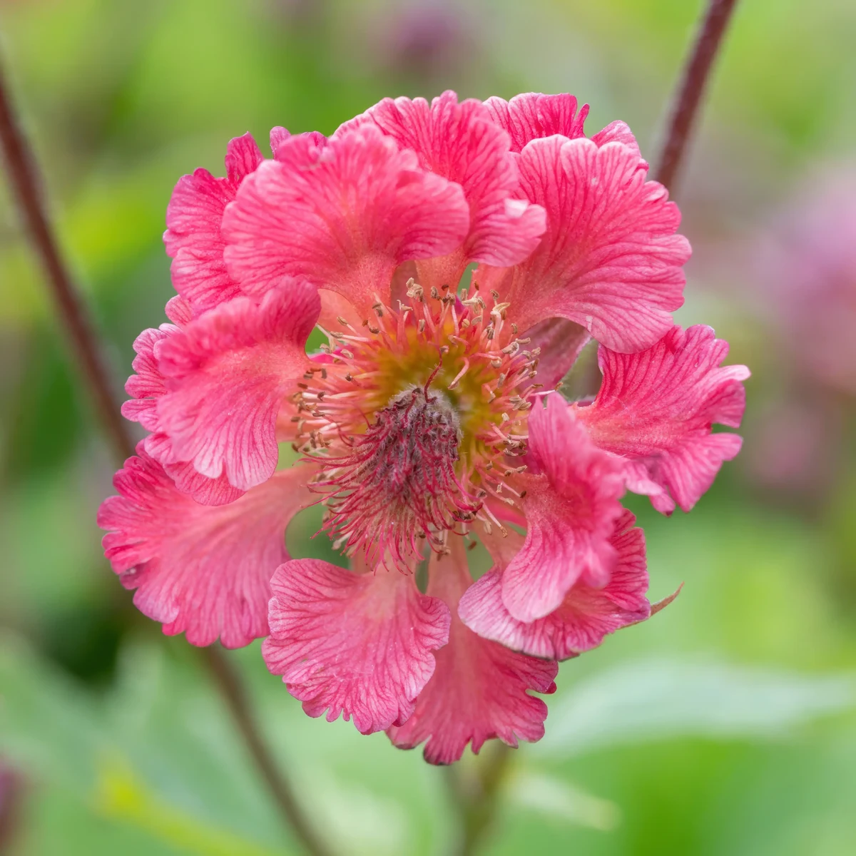 geum_avens_pink-petticoats-2.webp