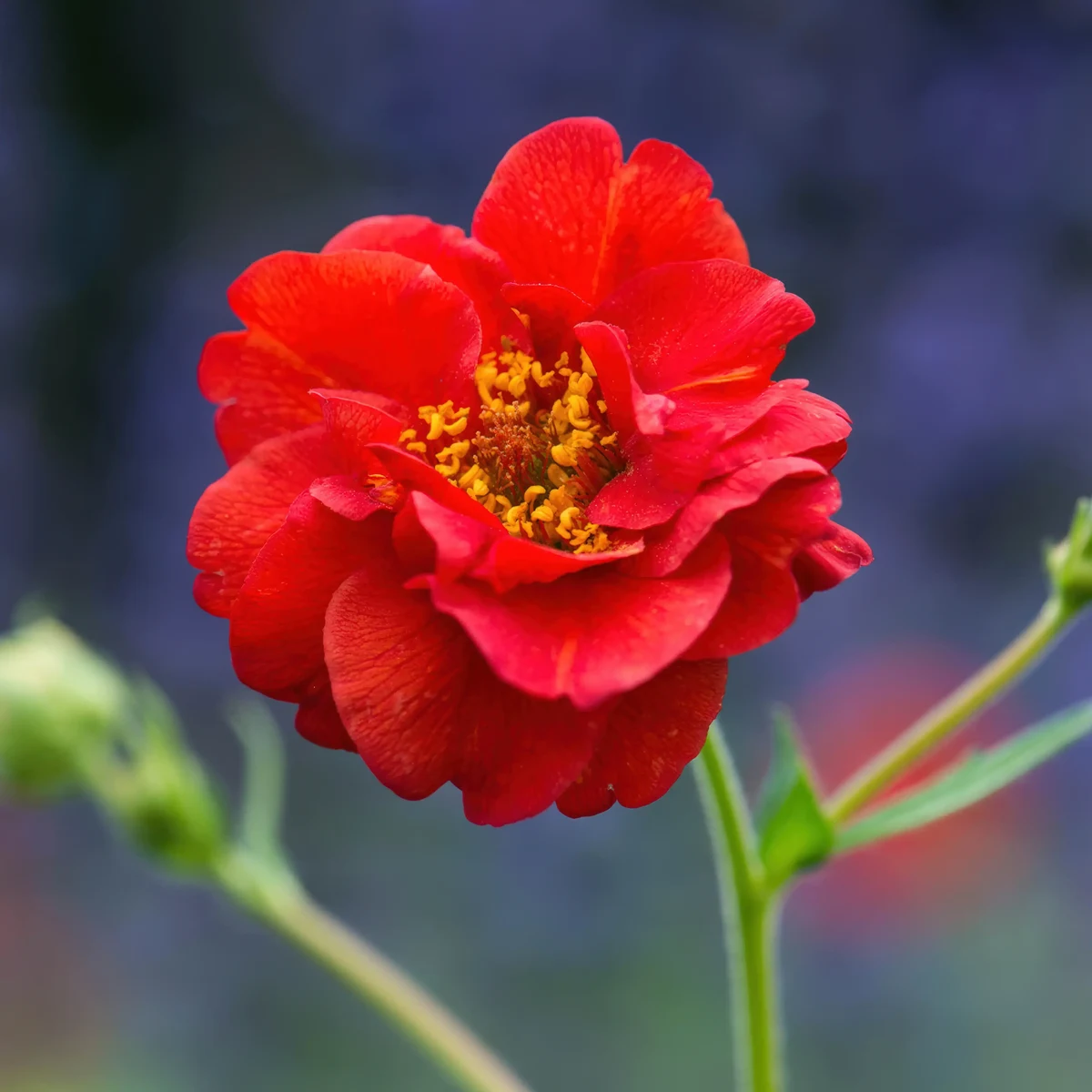 geum_avens_mrs-bradshaw_1-2.webp
