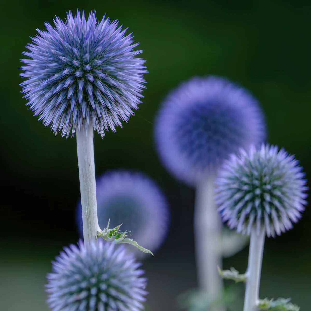 globe_thistle-echinops-ritro_3-4.webp