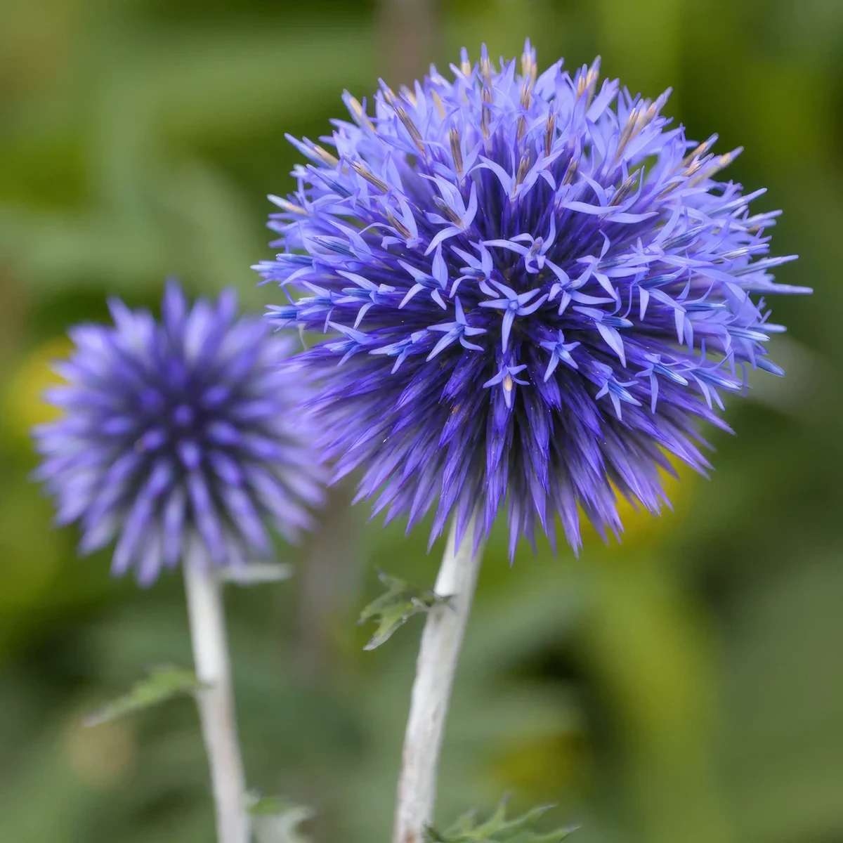 globe_thistle-echinops-ritro_1-5.webp