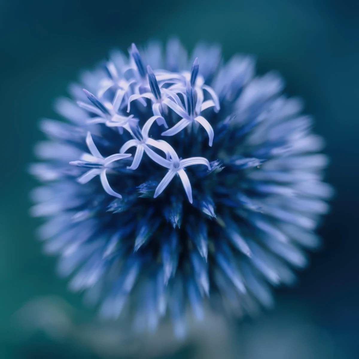 globe_thistle-echinops-ritro_4-5.webp