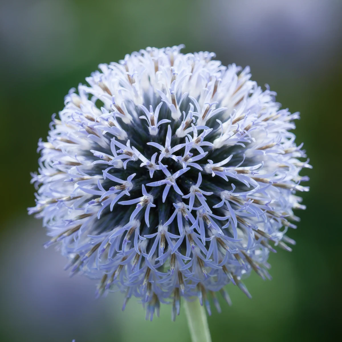 globe_thistle-echinops-ritro_5-5.webp