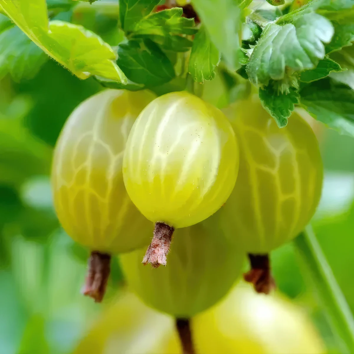gooseberry-ribes_uva_crispa_var-invicta_1-2.webp