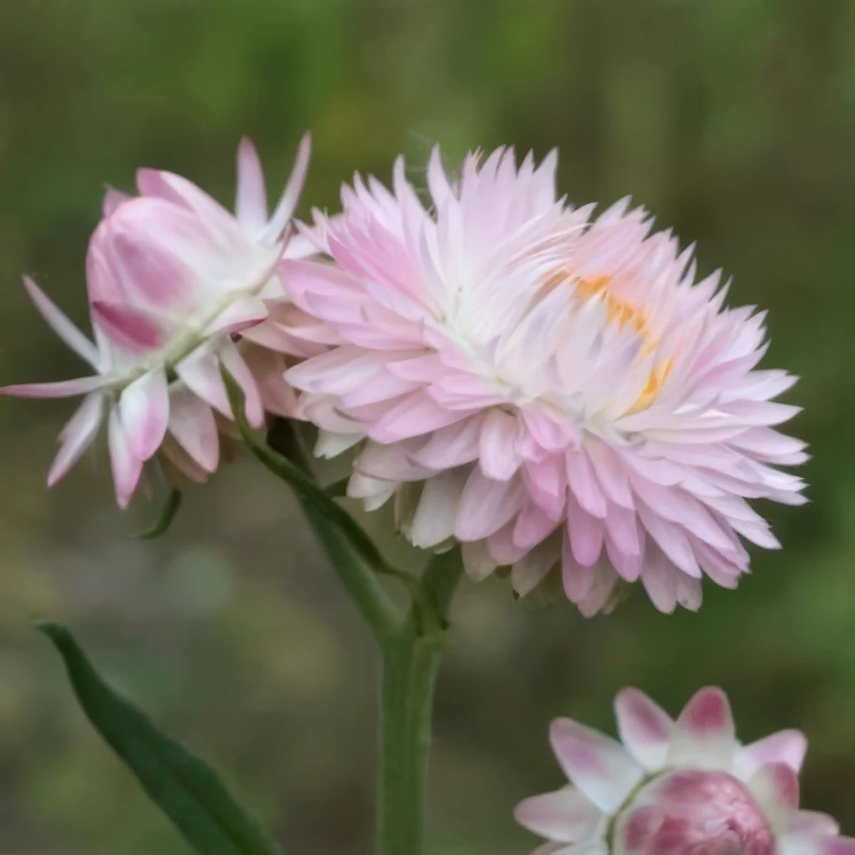 helichrysum-xerochrysum_bracteatum-silvery_rose_1-4.webp