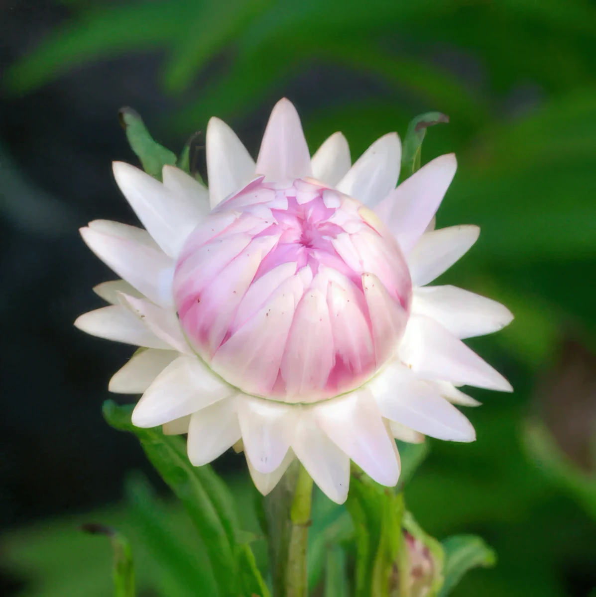 helichrysum-xerochrysum_bracteatum-silvery_rose_5-4.webp