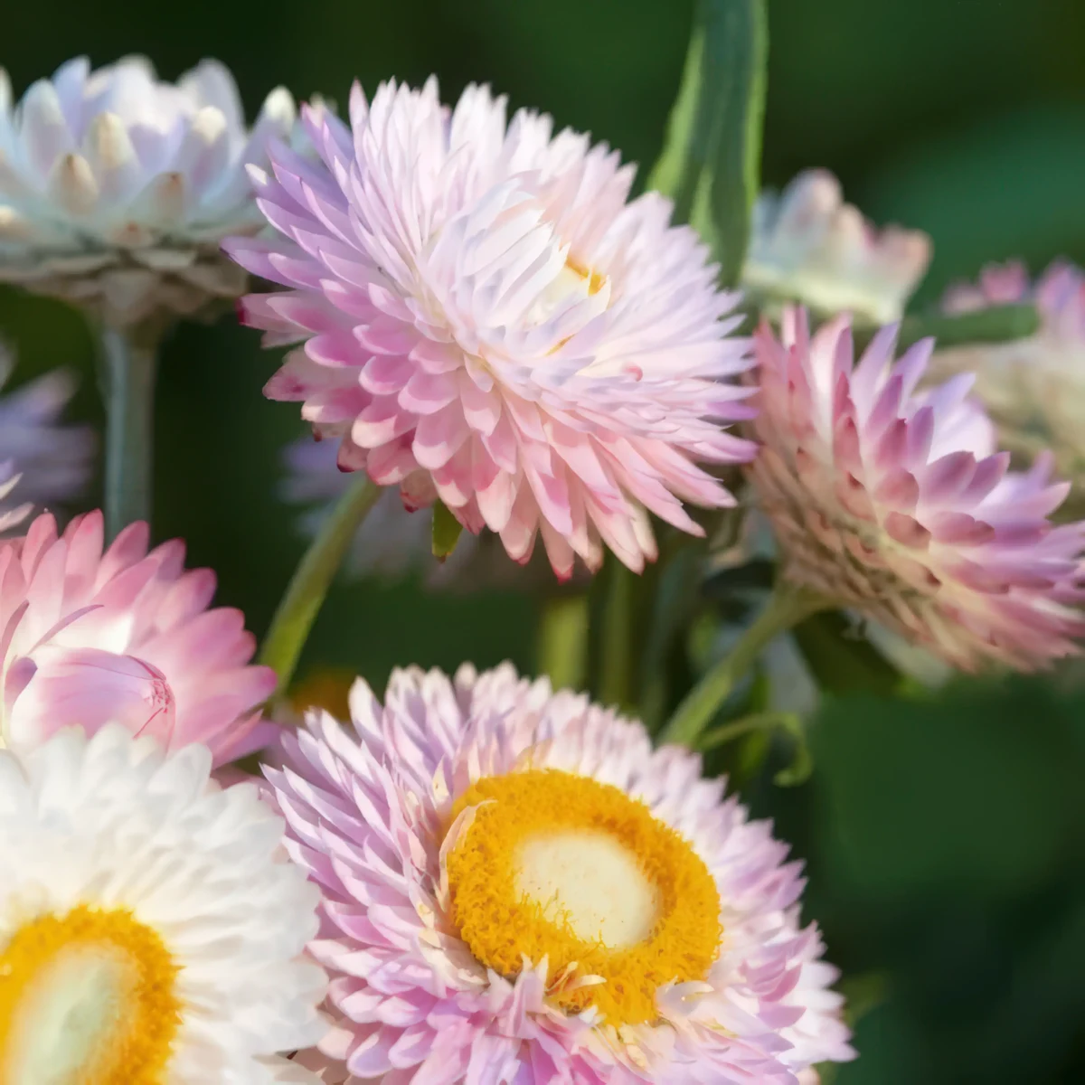 helichrysum-xerochrysum_bracteatum-silvery_rose_4-4.webp