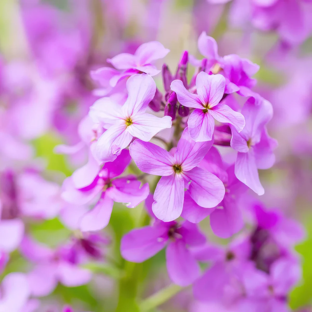 honesty-lunaria_annua-honesty_1-2.webp