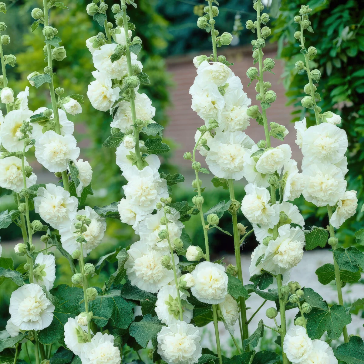 hollyhock-alcea-rosea-chaters-double-icicle-1-2.webp