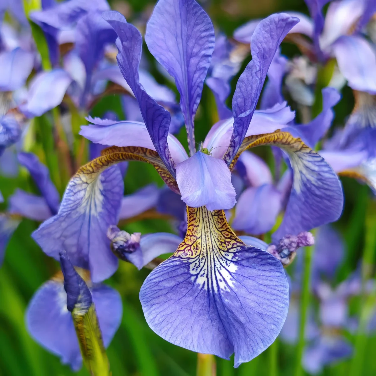 iris-iris-siberian-iris-sibirica-blue-violet-1.webp