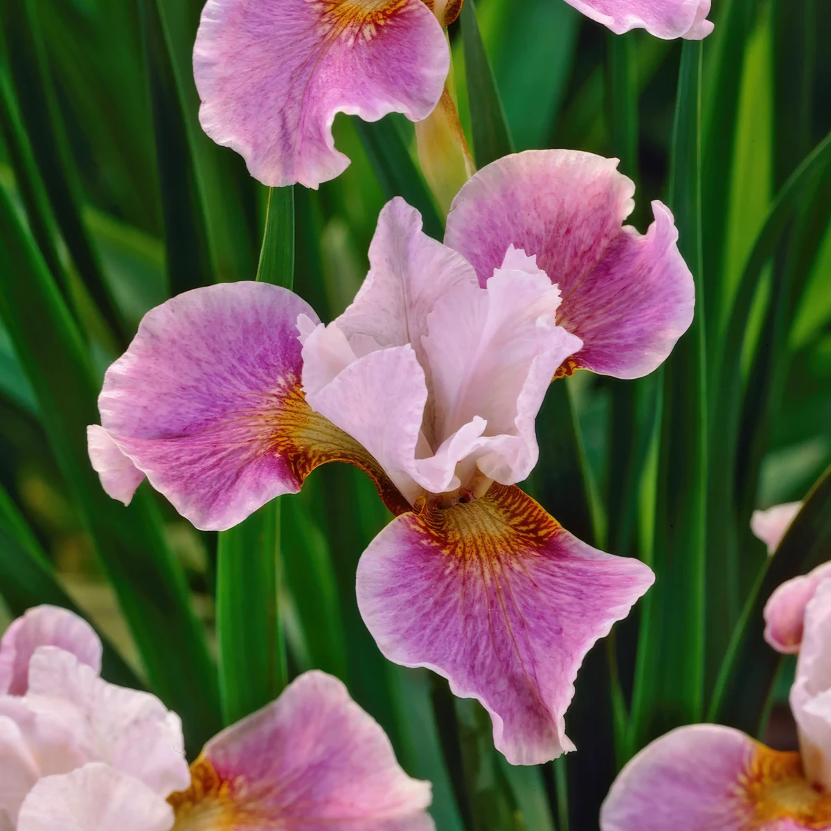 Iris-Sibirica-Dance_Ballerina_Dance-3.webp