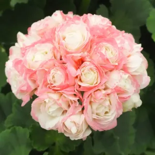 geranium-apple-blossom-1.webp